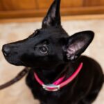 AAP_SVS Clinic_12-05-25-04