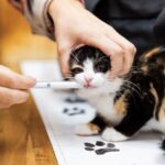 Preventive and Wellness Care