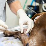 AAP_SVS Clinic_12-05-25-19