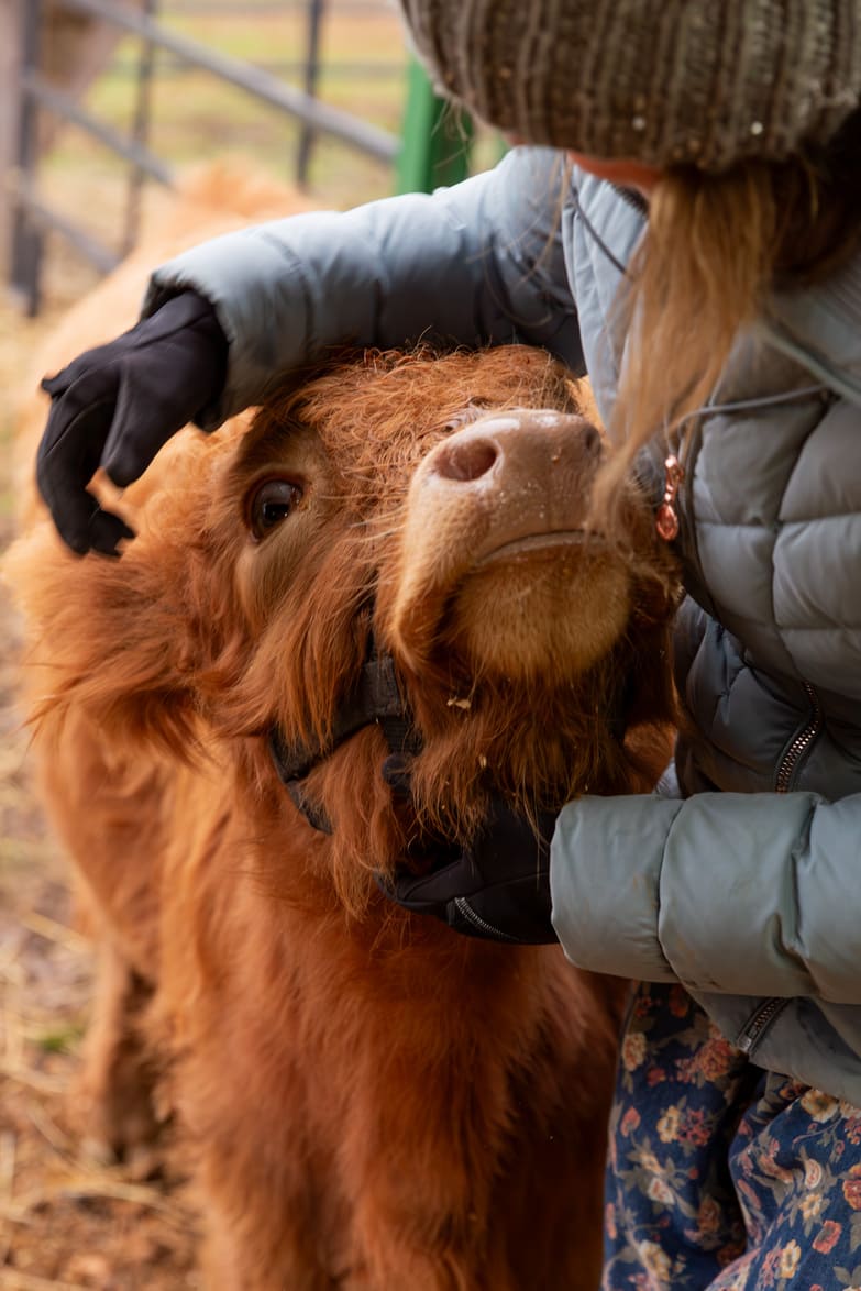 Large Animal and farm service