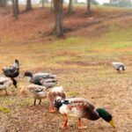 AAP_SVS Farm Call_12-08-25-09